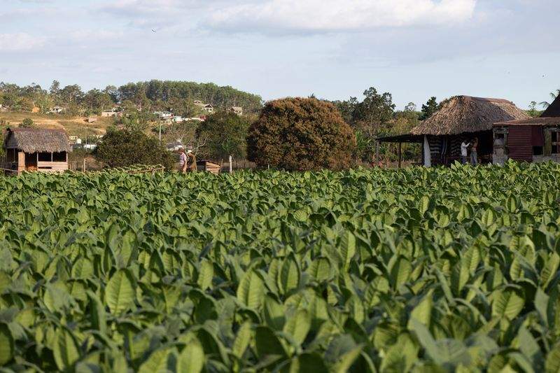 Cultivos del Ebro S.L.