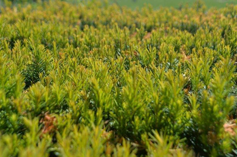 Flujo de trabajo de coordinación de cosecha para la gestión de una granja con múltiples parcelas